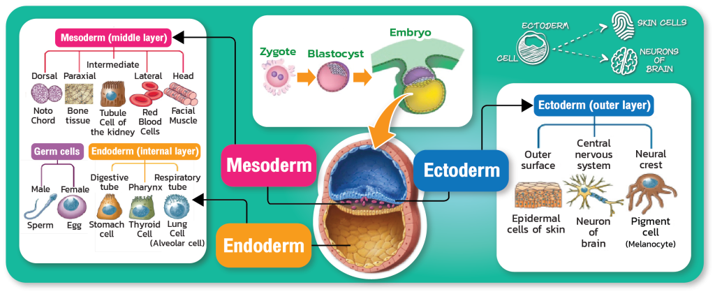Germ Layers Ectoderm (External Layer)
